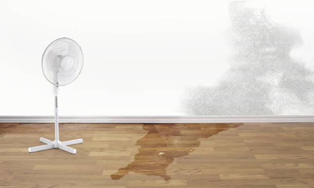 Best Water damage contractors near me  in , NM