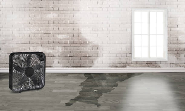 Best Water damage restoration services  in , NM